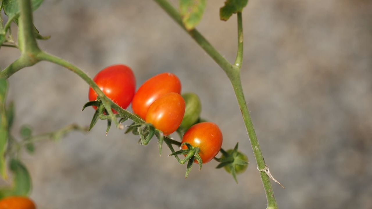 Get It Growing: How to grow container tomatoes